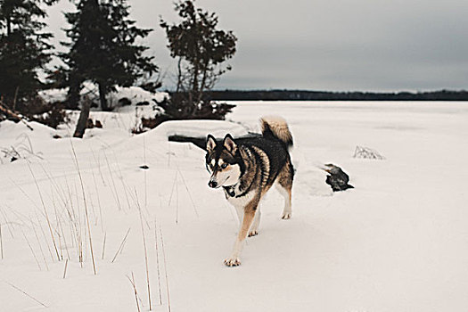 哈士奇犬,走,雪中,遮盖,风景