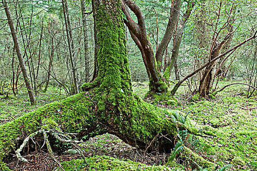 苔藓,遮盖,树,山,盐春岛,不列颠哥伦比亚省,加拿大