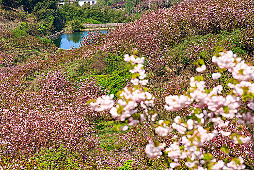 山野,樱花,烂漫