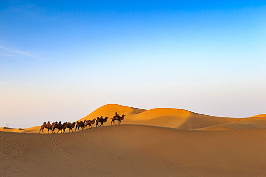 骆驼,驼群,沙漠,如此,落日,归