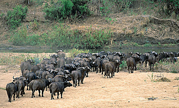 南非水牛,非洲水牛,牧群,接近,克鲁格国家公园,南非,非洲