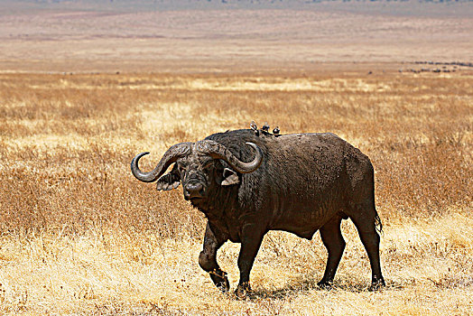 南非水牛,非洲水牛,公牛,跑,干草,恩戈罗恩戈罗,塞伦盖蒂国家公园,坦桑尼亚,非洲