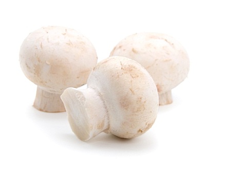 洋蘑菇,隔绝,白色背景,背景
