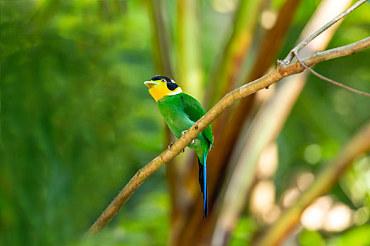 常结群活动在林下荫湿处,于灌木或树上觅食的热带林栖鸟类--长尾阔嘴鸟