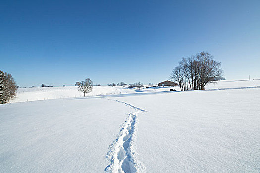 雪地,小路,道路,脚印,雪,冬天,风景,山,孤单,德国,巴伐利亚