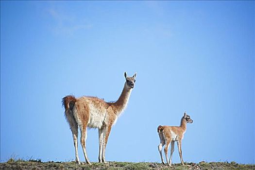 原驼,托雷德裴恩国家公园,智利