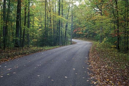 道路,通过,树林,红河,峡谷,地质,区域,肯塔基,美国