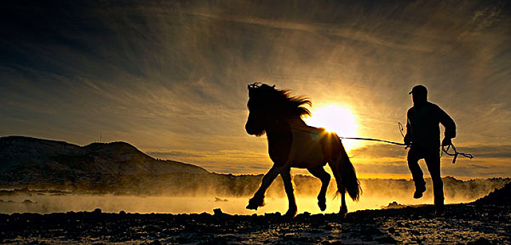 马,训练,冰岛马,冰岛