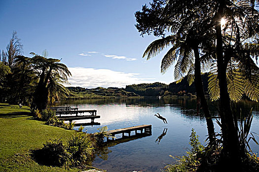 新西兰,罗托鲁瓦,男人,码头,湖