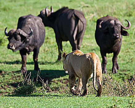 非洲,坦桑尼亚,雌狮,南非水牛,河床,恩戈罗恩戈罗火山口,恩戈罗恩戈罗,保护区