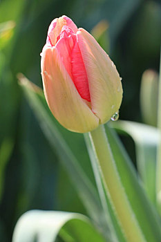 郁金香花苞