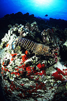 夏威夷,大螯虾,珊瑚,水下