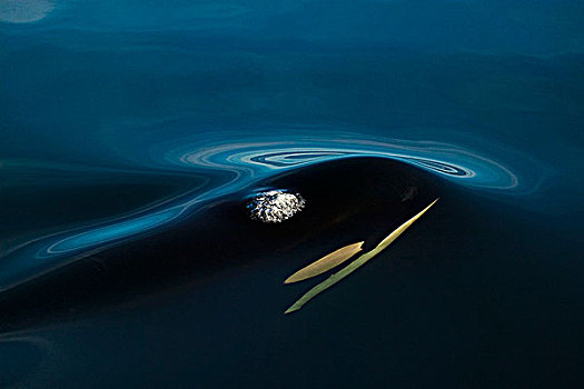 逆戟鲸,水下,平面,开端,呼气,北方,温哥华岛,不列颠哥伦比亚省,加拿大