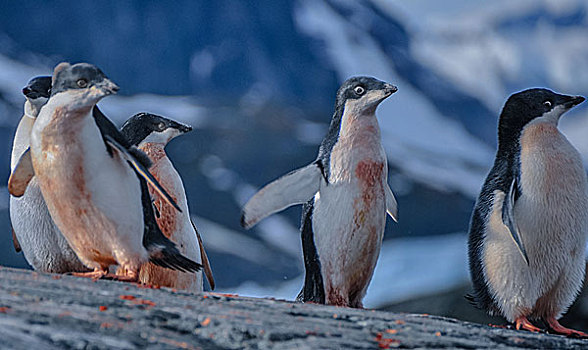 南极阿德利企鹅冰川上