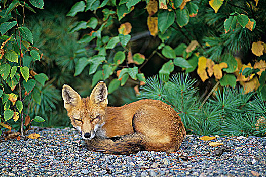 红狐,抓住,睡觉,萨德伯里,安大略省,加拿大