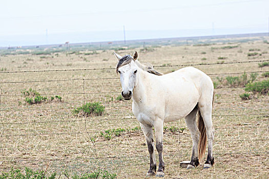 草原上的白马