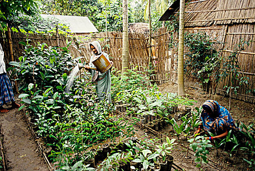 女人,浇水,有机,农场,孟加拉
