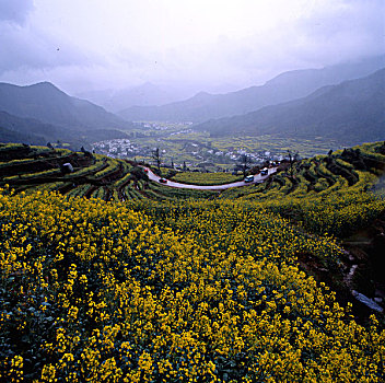 江西婺源江岭油菜花