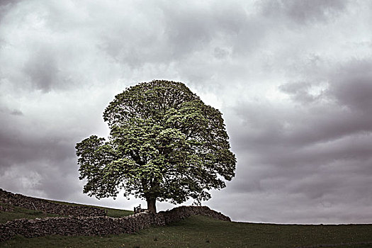 孤树,地平线,剪影,灰色天空,地点,靠近,温德米尔,湖区,英国