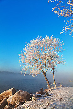 冬天吉林市松花江边的雾凇美景