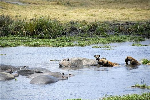 斑点土狼,斑鬣狗,进食,死,河马,水,恩戈罗恩戈罗火山口,坦桑尼亚