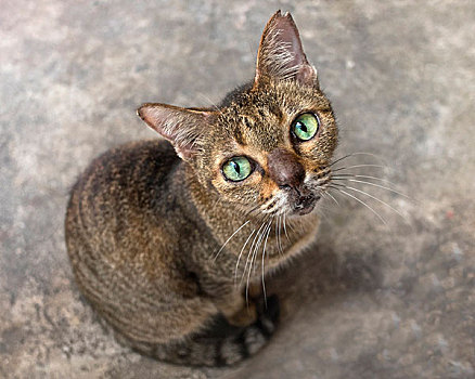 头像,流浪猫,看镜头