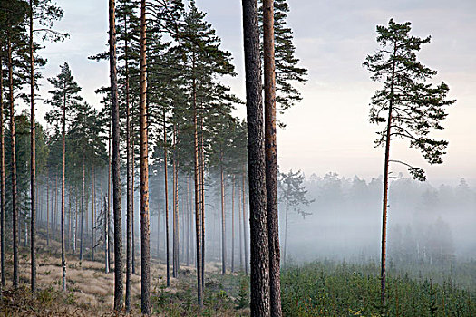 树,雾气,芬兰