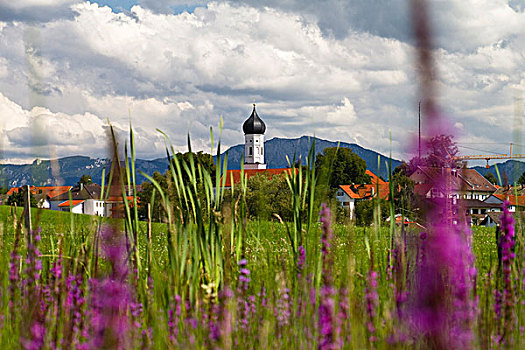 花,草地,紫色,珍珠菜,靠近,乡村,高山,山麓,上巴伐利亚,德国,欧洲