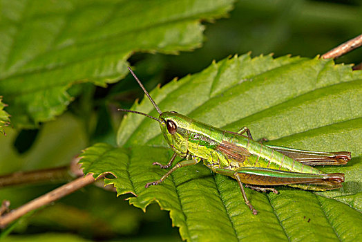 小,金色,蝗虫,雌性,坐,叶子,巴登符腾堡,德国,欧洲
