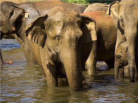 大象,浴,动物收容院