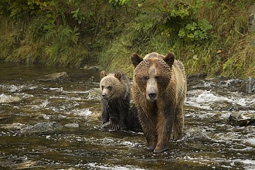 母兽,大灰熊,幼兽,河,小湾,不列颠哥伦比亚省,加拿大