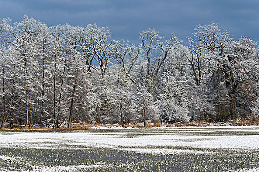 冬季风景,自然保护区,黑森州,德国,欧洲