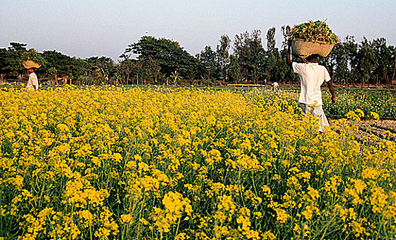 蔬菜,地点,孟加拉,2007年