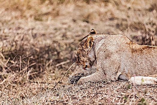 坦桑尼亚塞伦盖蒂草原非洲狮生态环境