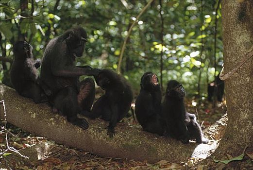 黑色,短尾猿,弥猴属,休息,修饰,苏拉威西岛,印度尼西亚
