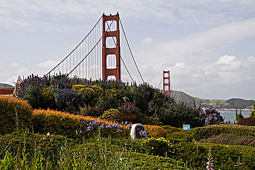 金门大桥,后面,花园,视点,旧金山湾,加利福尼亚,美国