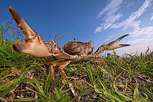螃蟹,防卫姿势,自然保护区,东开普省,南非