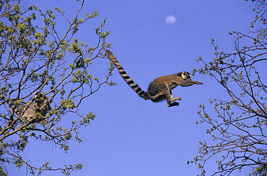 马达加斯加,节尾狐猴,跳跃,树