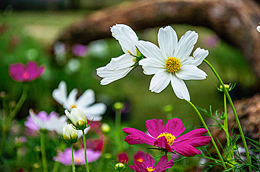 格桑花近摄