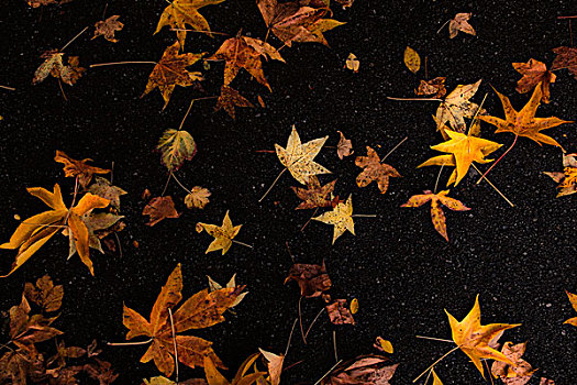 秋天,秋叶,地板