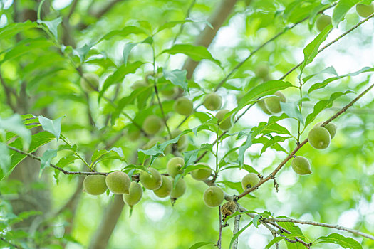 夏日青绿与果实