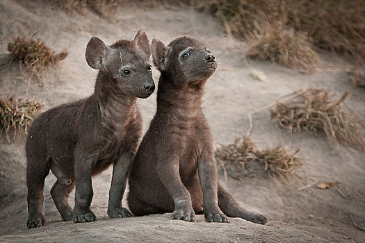 两个,斑鬣狗,幼兽,坐,站立,户外,窝,看别处