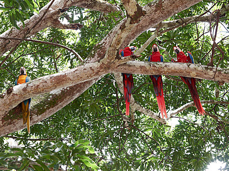 深红色,金刚鹦鹉,绯红金刚鹦鹉,黄蓝金刚鹦鹉,栖息,树,国家公园,哥斯达黎加,中美洲