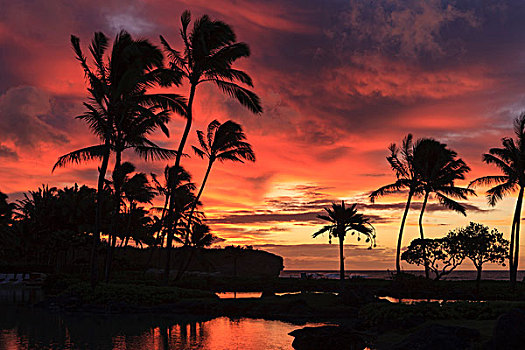 棕榈树,剪影,日落,考艾岛,夏威夷,美国