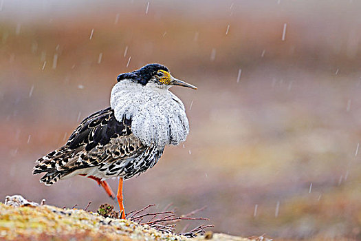 毛领鸽,流苏鹬,挪威