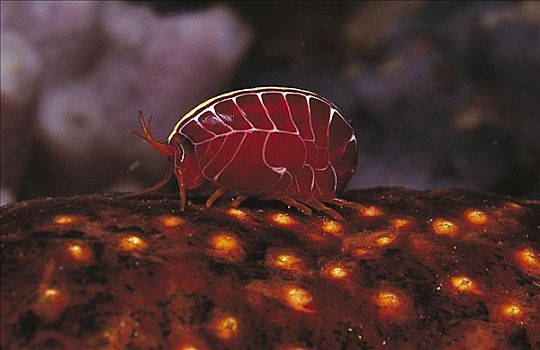 甲壳类,澳大利亚