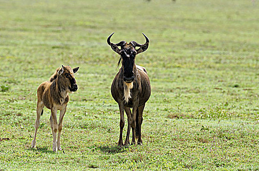 坦桑尼亚,塞伦盖蒂国家公园,角马,动物