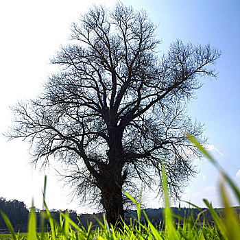 橡树,乡村,奥弗涅,法国,欧洲