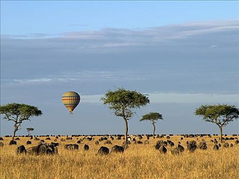 热气球,漂浮,上方,牧群,角马,斑马,马塞马拉野生动物保护区