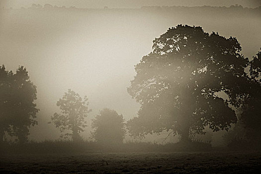 树,雾气,德文郡,英格兰,英国